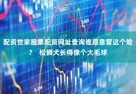 配资世家股票配资网址查询谁愿意冒这个险？  松狮犬长得像个大毛球